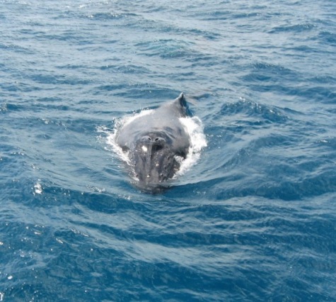 human-watching-humpback-whale-style.jpg